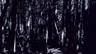 Free Stock Footage Forest Slenderman 3